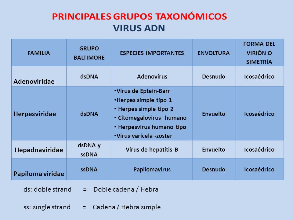 tipos de virus adn